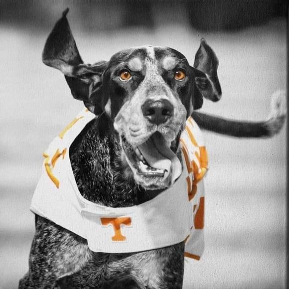 Meet your Posher, David - Picture 1 of 1